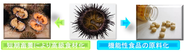 yase-uni_2